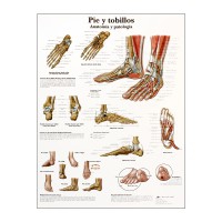 Anatomy Chart: Foot and Ankles